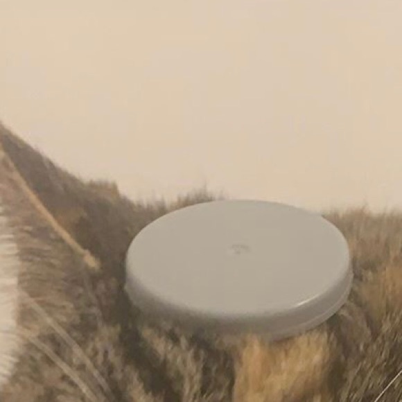 Meet your Posher, Rosalie - Picture 1 of 1